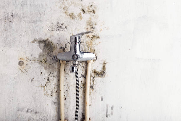 Best Mold Removal Company Near Me  in Three Rivers, CA