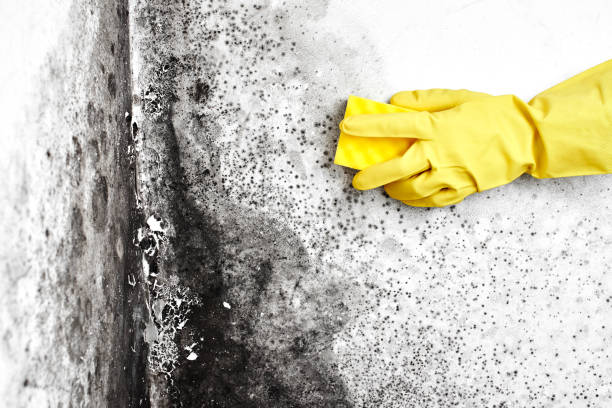 Best Mold Removal Company Near Me  in Three Rivers, CA