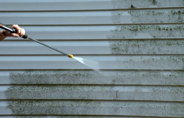 Best Mold Damage Repair  in Three Rivers, CA