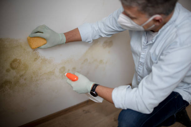 Best Black Mold Removal  in Three Rivers, CA