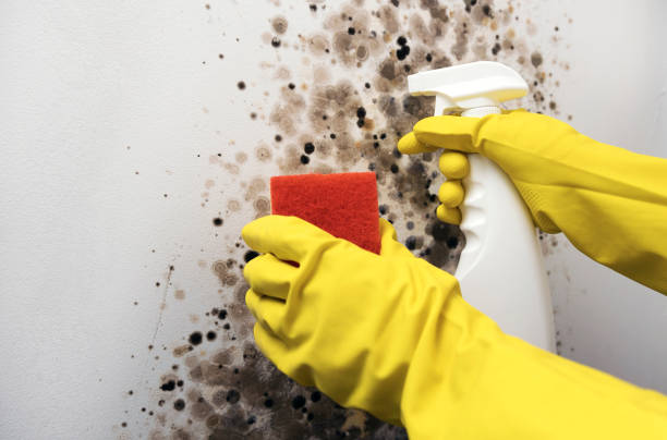 Best Mold Remediation  in Three Rivers, CA