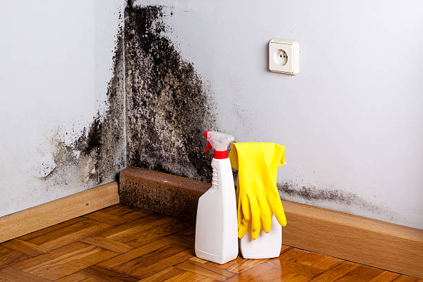 Best Attic Mold Removal  in Three Rivers, CA