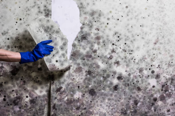 Best Mold Removal and Inspection  in Three Rivers, CA