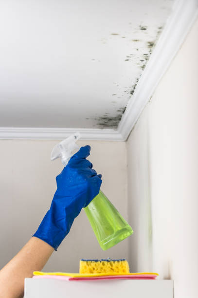 Best Same-Day Mold Removal  in Three Rivers, CA